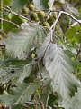 Alder